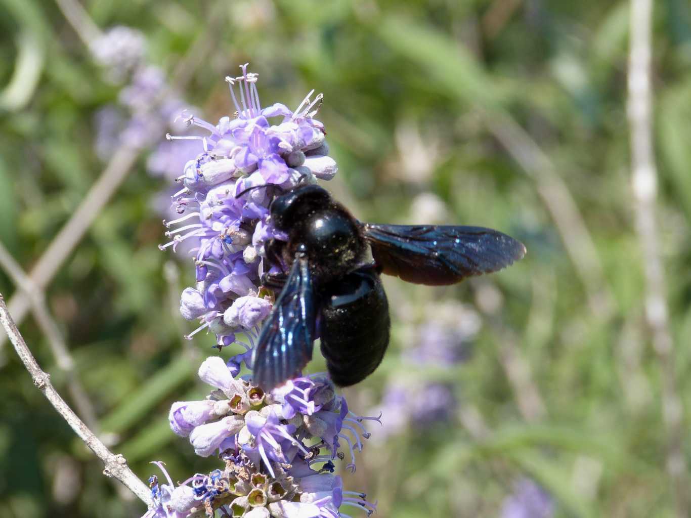 A ciascuno il suo fiore: Xylocopa violacea e Xylocopa iris